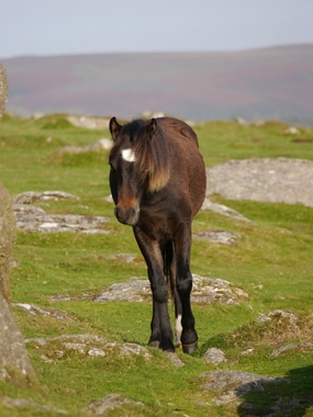 牧场草地行走的黑色马匹图片